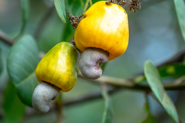 istock Cashew nut fruit or Anacardium occidentale on tree 1175871106
