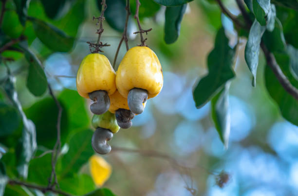 Cashew nut fruit or Anacardium occidentale on tree