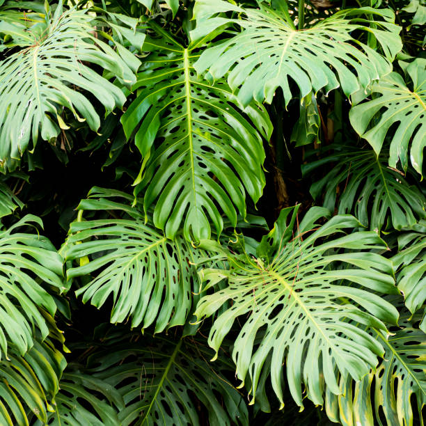 istock Monstera deliciosa,  the ceriman 1175872295