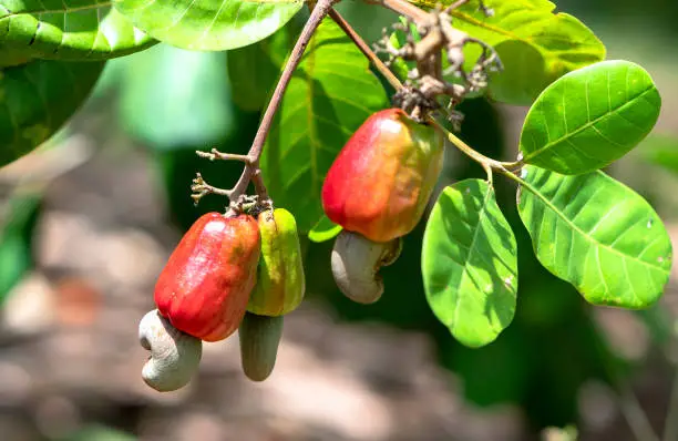 Cashew nut fruit or Anacardium occidentale on tree is about to ripen during the harvest. This is a fruit for oil-rich seeds with high nutritional value
