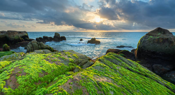 alghe verdi sulle rocce in spiaggia all'alba con cielo drammatico per accogliere il nuovo giorno - long exposure rock cloud sky foto e immagini stock