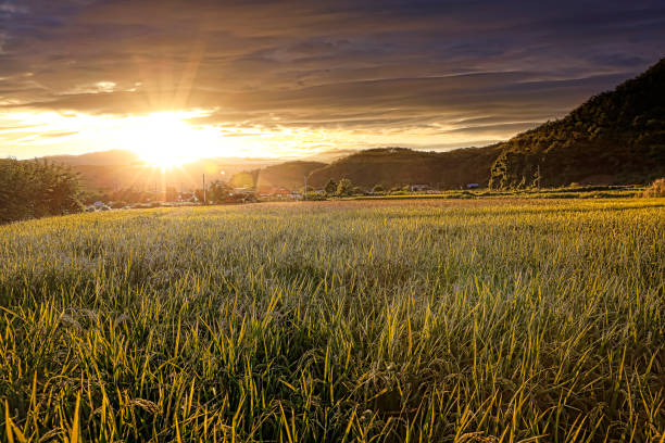 2,600+ Rice Paddy Korea Stock Photos, Pictures & Royalty-Free Images ...
