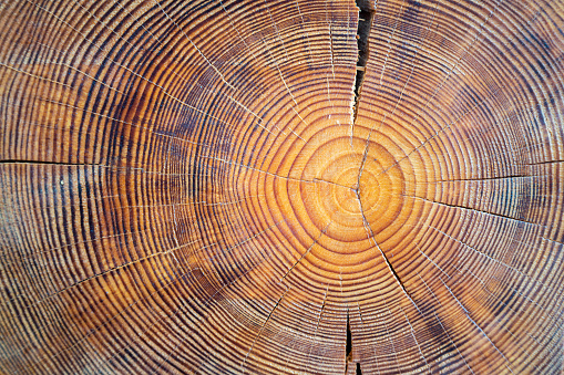 Vista de cerca del núcleo de madera. Sección de árbol madura aserrada con grietas y anillos que dicen su edad. Textura orgánica natural con superficie agrietada y rugosa. photo