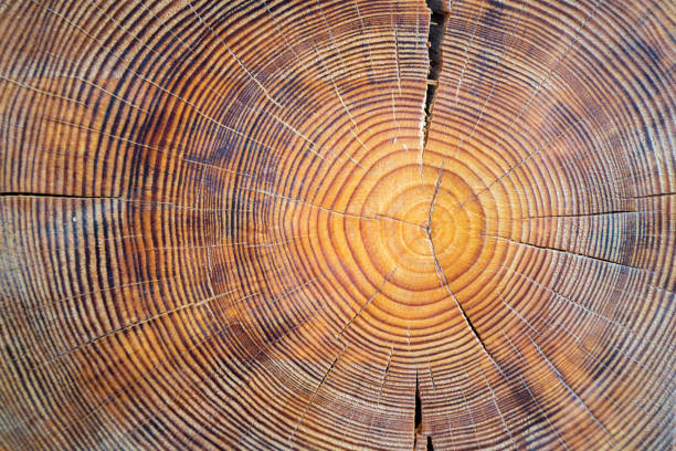 vista de cerca del núcleo de madera. sección de árbol madura aserrada con grietas y anillos que dicen su edad. textura orgánica natural con superficie agrietada y rugosa. - tree ring fotografías e imágenes de stock