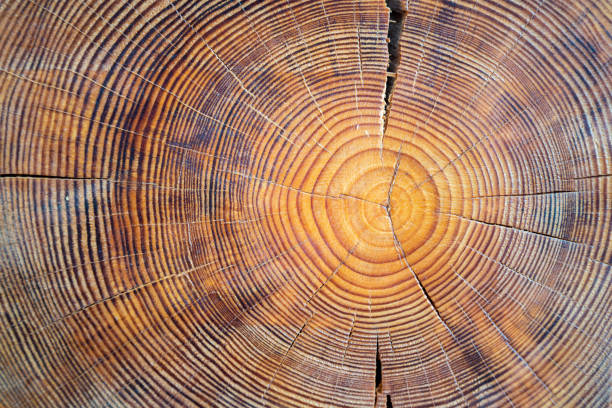 木のコアのクローズアップビュー。それは年齢を伝える亀裂やリングを持つ鋸成熟した木のセクション。ひび割れと粗い表面を持つ自然な有機テクスチャ。 - tree ring ストックフォトと画像