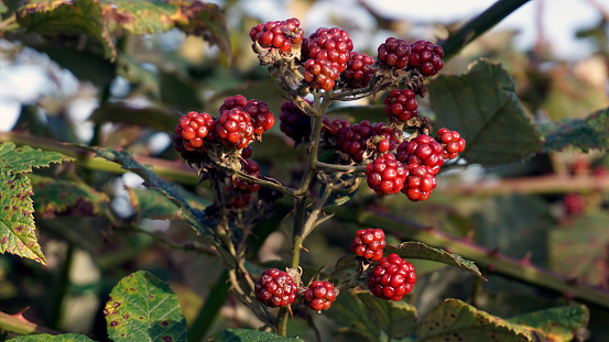 Not yet ripe blackberry hedge