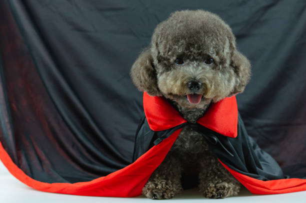 Adorable black Poodle dog with Dracula dress. Dog costume for Halloween concept.