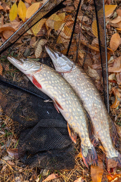 istock Freshwater pike fish. Two freshwater pikes fish and black landing net as background. 1175876712