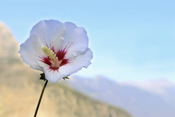 beautiful white hibiscus blossom in front of a mountain landscape, background with copy space