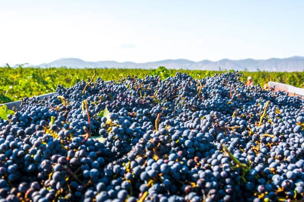 istock Harvesting ripe grapes 1175880875