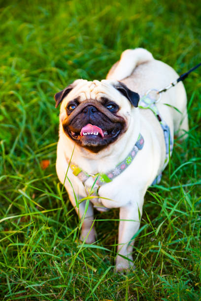 istock Pug walks on the green grass 1175881191