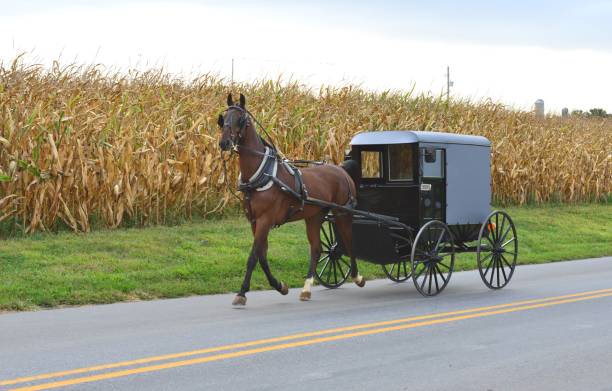 istock Amish carriage driver in Pennsylvania. 1175882633