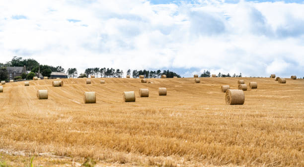 Landscape of a large hay field with straw bales stock photo