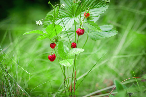 3,400+ Wild Strawberry In Forest Stock Photos, Pictures & Royalty