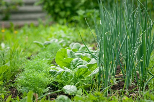Different fresh herbs and vegetables on wooden table outdoors