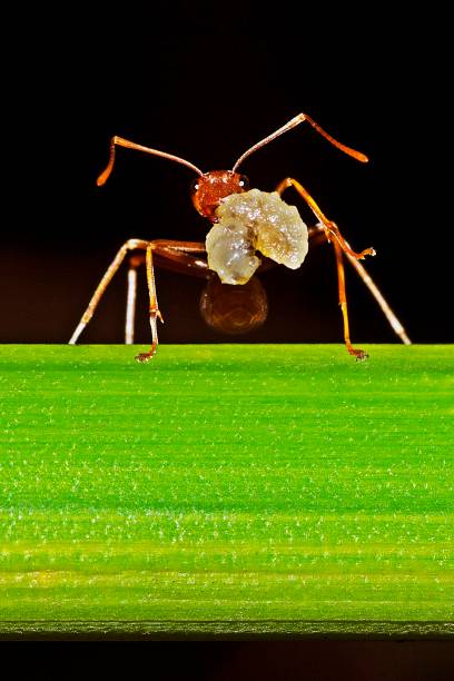 녹색 잎에 곤충을 들고 개미. - teamwork ant cooperation challenge 뉴스 사진 이미지