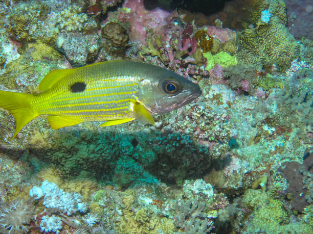 istock Ehrensberg Snapper (Lutjanus ehrenbergii) in the Red Sea 1175885401