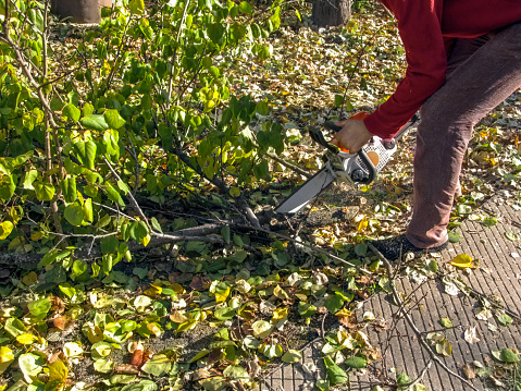 The man leaned over and sawed into pieces a branch with green-yellow leaves that lay on the ground. Chopping wood waste with a chainsaw after pruning fruit trees on an autumn sunny day