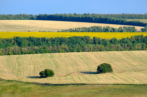 Hilly landscape of agricultural fields with two trees in the foreground on a summer sunny day. In the background is a field with blooming yellow sunflowers and a blue sky.