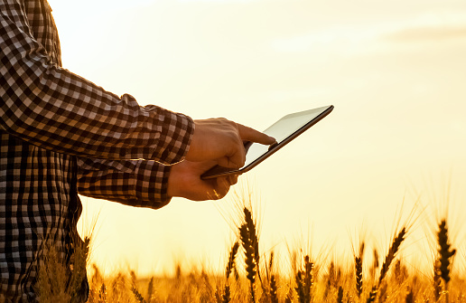 There is a businessman on a field of ripe wheat and is holding a Tablet computer.