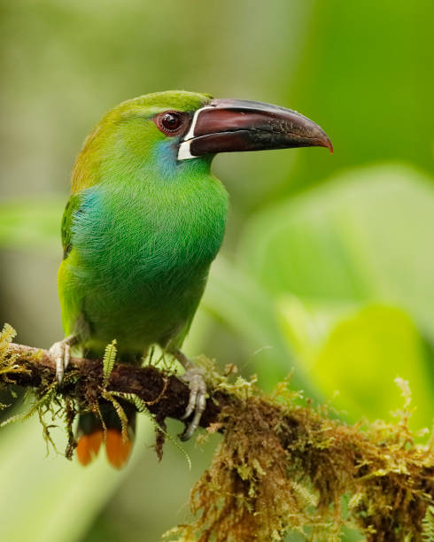istock Chestnut-rumped Toucanet perched on an branch covered in epiphytes - Ecuador 1175888602