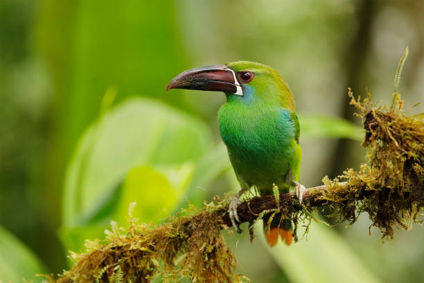 istock Chestnut-rumped Toucanet perched on an branch covered in epiphytes - Ecuador 1175888661