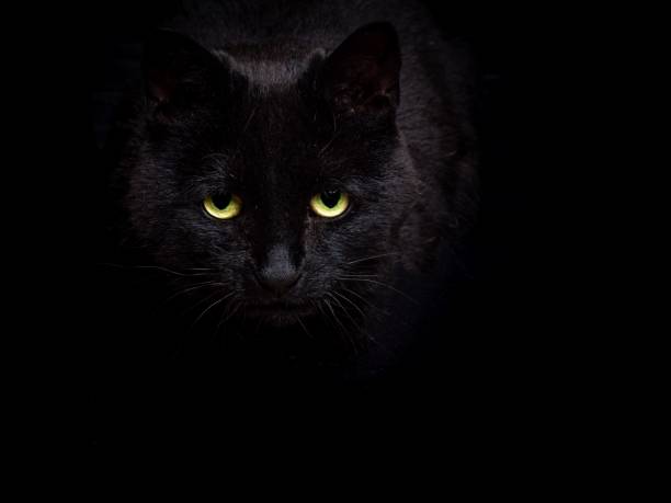 A Prowling Black Cat Against A Black Background Stock Photo - Download Image Now - Stalking - Animal Hunting, Domestic Cat, Cute - iStock A Prowling Black Cat Against A Black Background Stock Photo - Download Image Now - Stalking - Animal Hunting, Domestic Cat, Cute - iStock