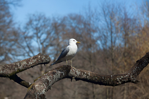 Seagull standing on a tree branch in a Slottsskogen Park Gothenburg Sweden