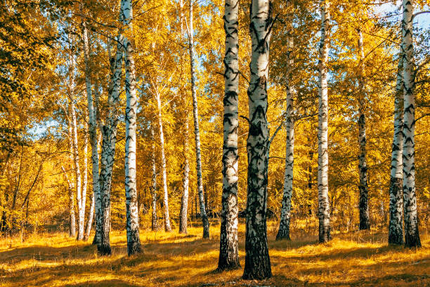 istock birches with yellow leaves on a sunny autumn day 1175891227