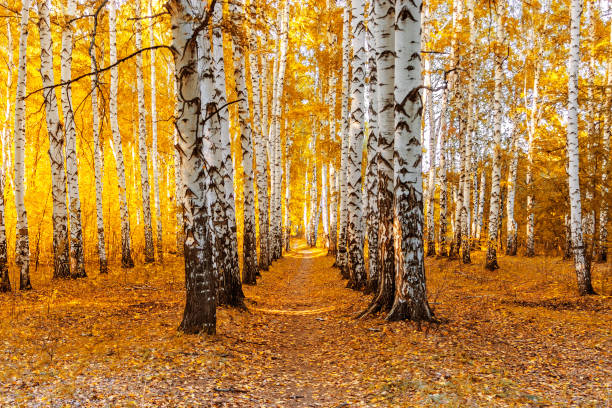 Narrow path in a birch park on a sunny autumn day