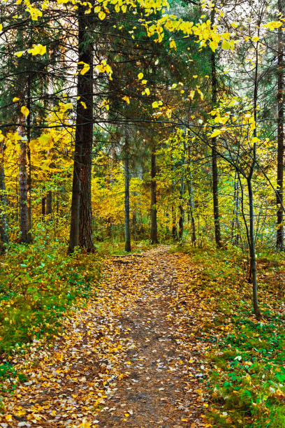 istock dirt road in the forest on a autumn day 1175891271