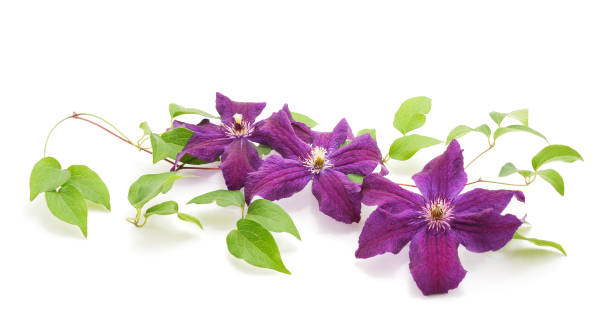 istock Purple clematis with green leaves. 1175891296