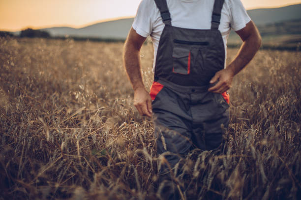 istock The farmer is moving through a wheat field 1175892067