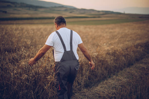 istock The farmer views the wheat farming field 1175893559