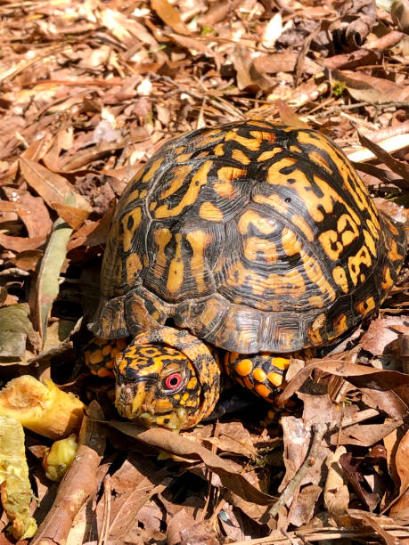 tortuga de caja oriental con ojos rojos - ecosystem animals in the wild wood turtle fotografías e imágenes de stock