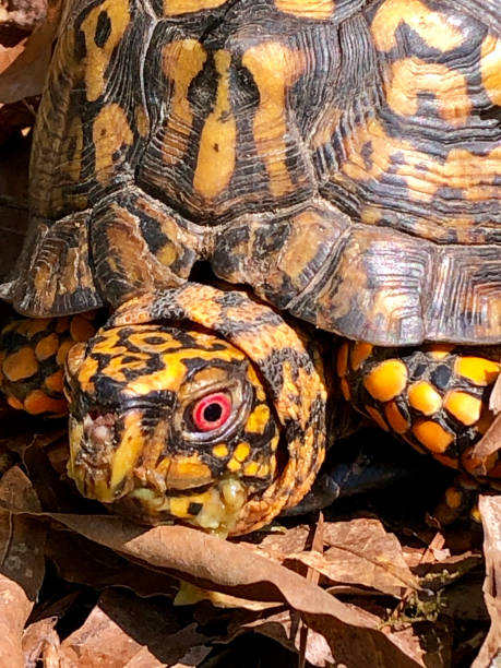 tartaruga de caixa oriental com olhos vermelhos-fim extremo acima - ecosystem animals in the wild wood turtle - fotografias e filmes do acervo