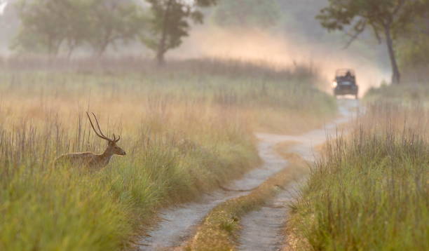 印度科爾貝特迪卡拉的霧氣早晨 - jim corbett national park 個照片及圖片檔