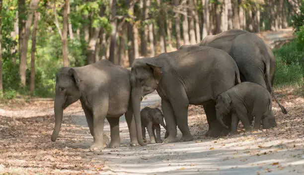 Photo of Elephant Herd Crossing the main road, Dhikala, Jim Corbett National Park, Nainital