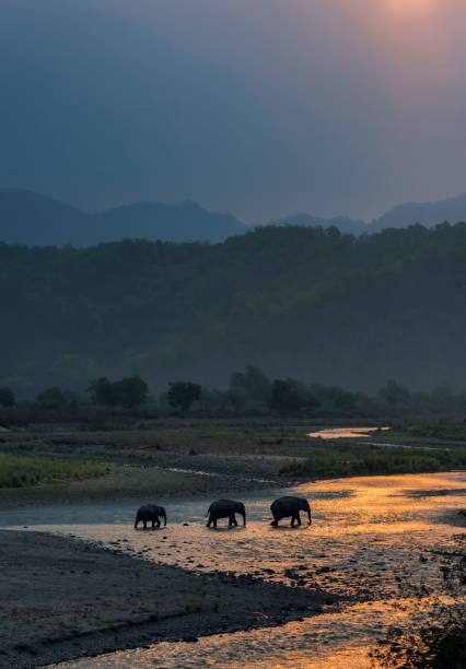 Elephants Crossing Ramganga, Dhikala, Jim Corbett National Park, Nainital"u200e, Uttarakhand, India stock photo