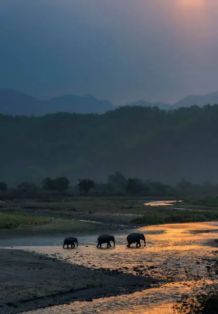 Photo of Elephants Crossing Ramganga, Dhikala, Jim Corbett National Park, Nainital