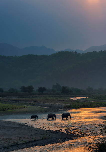 elefanter korsar ramganga, dhikala, jim corbett nationalpark, nainital "u200e, uttarakhand, indien - uttarakhand bildbanksfoton och bilder