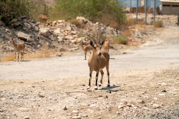 istock Close Up View of Goat on a Desert Road 1175895917