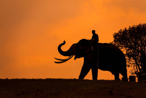 istock Elephant silhoutte, Mudumalai, Tamilnadu, India 1175896646