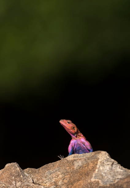 istock African agama, male, Masaimara, Africa 1175896689