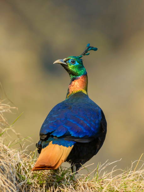 istock Himalayan Monal, Lophophorus impejanus, Chopta, Uttarakhand, India 1175896811