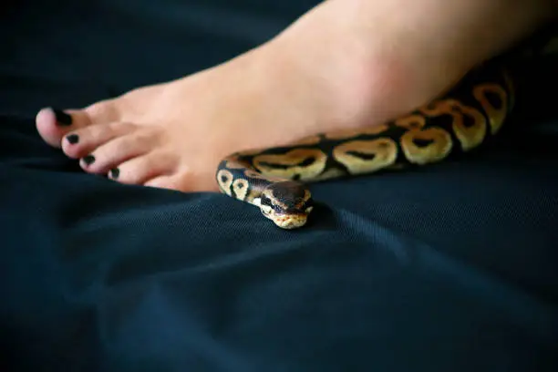 Photo of Female leg with Royal Python snake. Ball Python slithering across black cover bed. Species snake Python regius non poisonous crawling next to foot and leg. Exotic tropical cold blooded reptile animal.