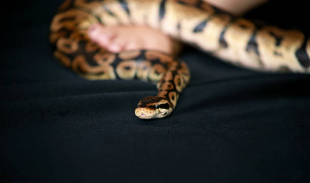 Leg with Royal Python snake. Ball Python slithering on female foot and leg. Species snake Python regius non poisonous crawling across black cover bed. Exotic tropical cold blooded reptile. Pet concept pierna con serpiente royal python. ball python deslizándose en el pie y la pierna femeninas. especie sólanpython regius no venenosa arrastrándose a través de lecho de cubierta negro. reptil tropical a sangre fría exótico. concepto de mascota