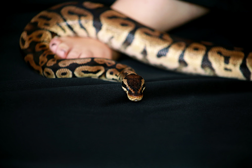 Leg With Royal Python Snake Ball Python Slithering On Female Foot And ...