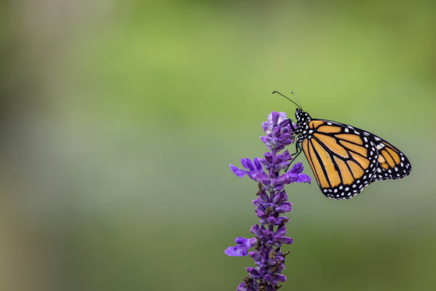 istock Monarch Butterfly on blue salvia flowers 1175898257