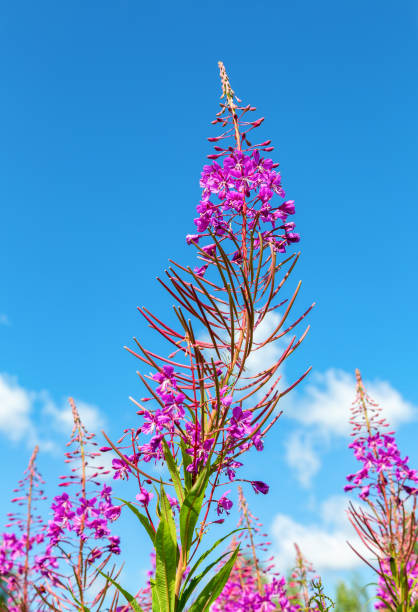 istock Purple Alpine fireweed in summer day 1175898792